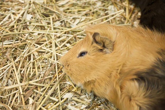 Le Cochon D Inde Cavia Porcellus Est Un Animal Domestique Tres Apprecie Photo Premium