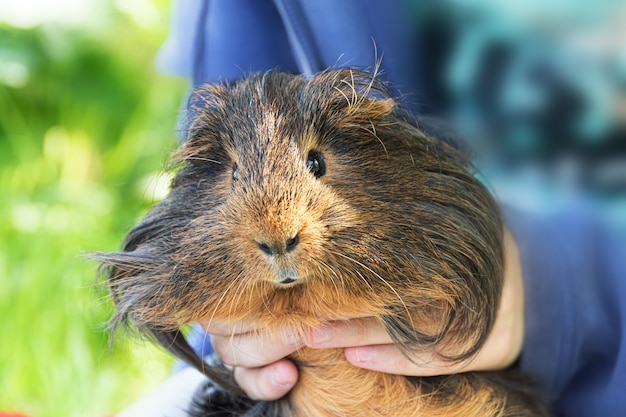 Cochon D Inde Dans Les Mains De L Enfant Gros Plan Photo Gratuite