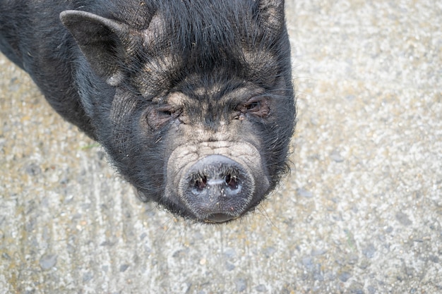 Cochon Noir Maison Moche Sur Un Chantier En Beton Photo Premium