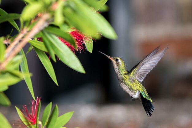 Colibri Oiseaux Télécharger Des Photos Gratuitement