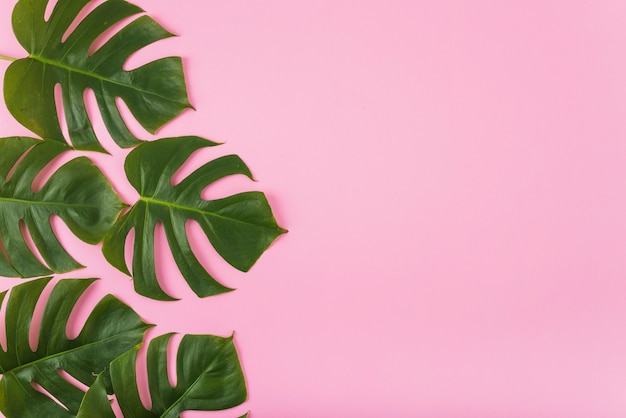 Collection de feuilles de monstera Photo gratuit