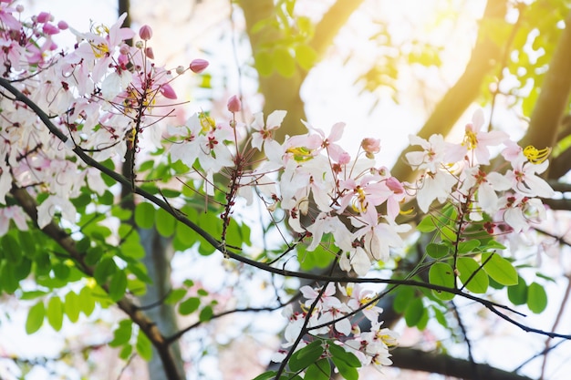 Coloré, arbre, fleur tropicale, thaï Photo Premium