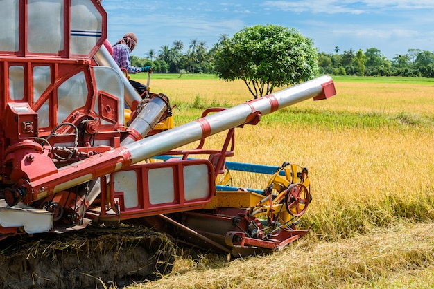 Combinez la moissonneuse en action sur la rizière. la récolte est le processus de cueillette d'une récolte mûre Photo Premium