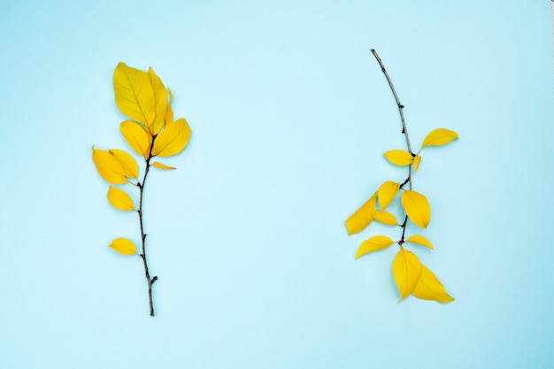 Composition d'automne, cadre de feuilles. deux branches avec des feuilles jaunes, prune, sur un fond bleu clair. Photo Premium