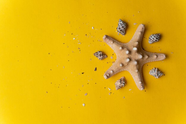 Composition de coquillages exotiques sur fond jaune et bleu. concept de l'été. vue de dessus Photo Premium