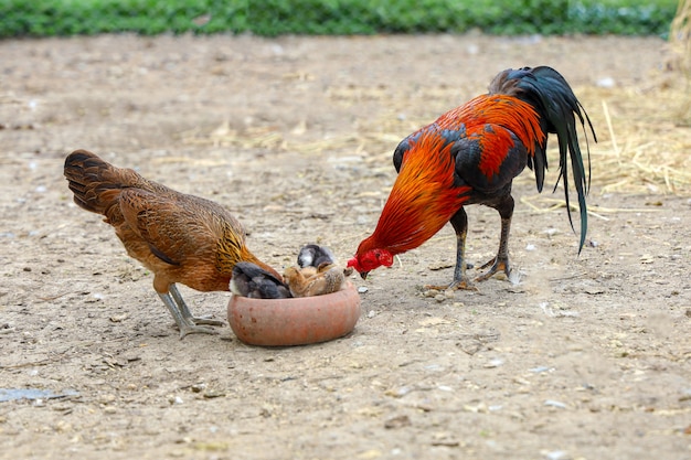 Coq De Combat Et Coq Bebe Mangent De La Nourriture Dans Une Ferme En Thailande Photo Premium