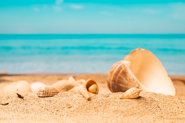 Coquillages Sur La Plage De Sable Fin Photo Premium