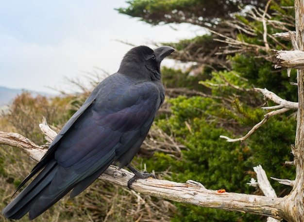 Corbeau Noir Oiseau Se Tenir Sur Une Branche Télécharger