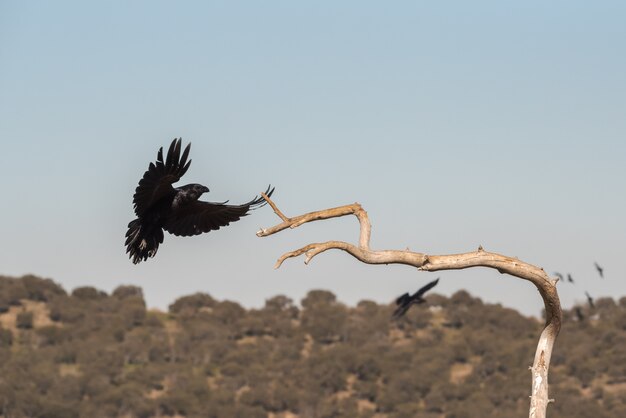 Corbeau Sauvage En Vol Avant D Atterrir Sur Une Branche Photo Premium