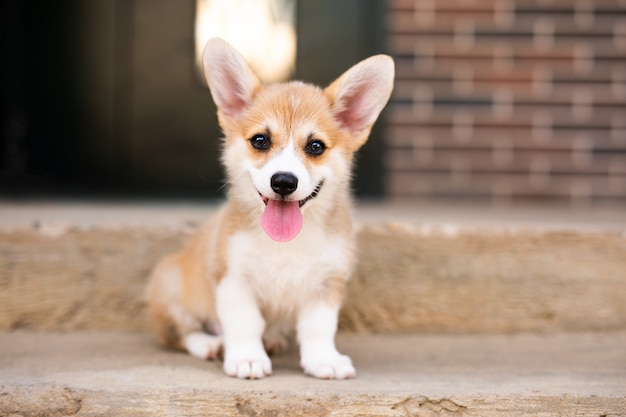 Corgi Bebe Chien Attend Quelqu Un Photo Premium