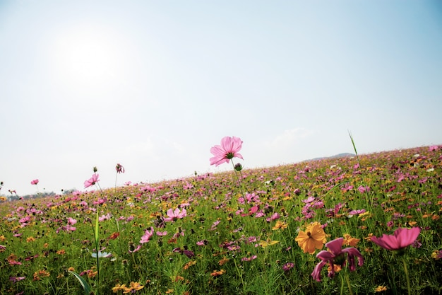 Cosmos sur le terrain au coucher du soleil. Photo Premium