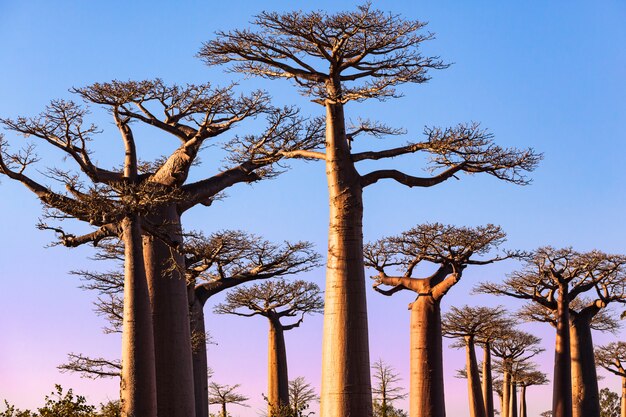 Coucher De Soleil A Baobabs Alley Morondava Madagascar Photo Premium