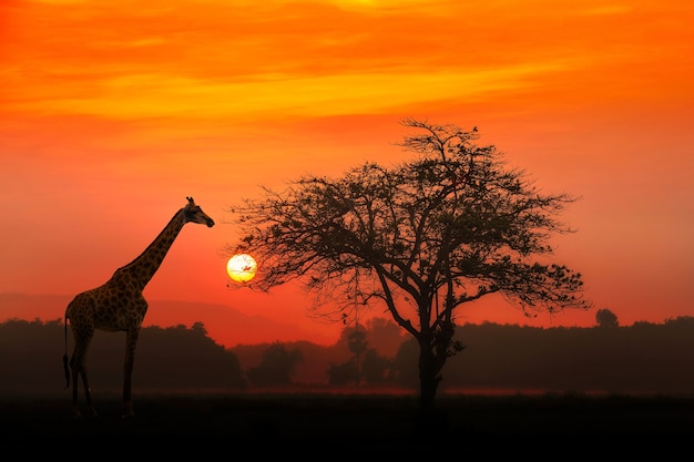 Coucher De Soleil Rouge Avec Un Arbre Africain Acacia