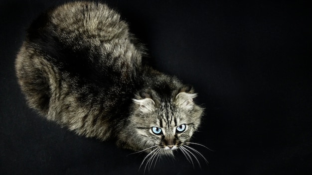 Couleur De Tigre De Chat Avec Des Yeux Bleus Et Des Oreilles Comme Un Lynx Sur Un Fond Noir Photo Premium