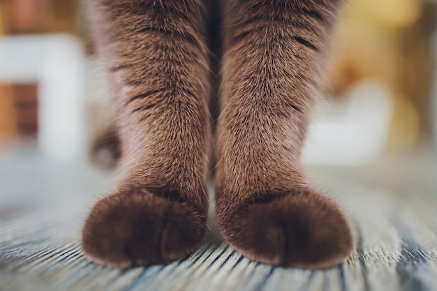 Coup De Detail De Pattes De Chat Doux Assis Sur La Table Photo Premium