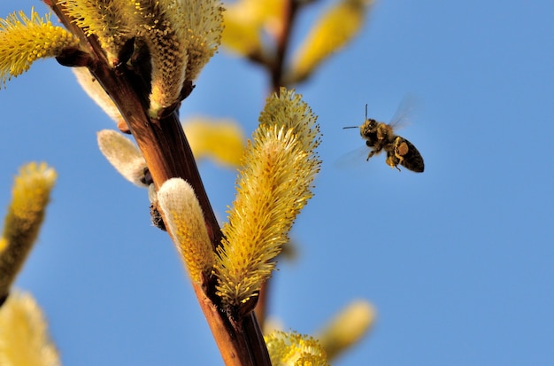 Bee-pollen