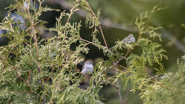 Coup De Mise Au Point Selective De Deux Moineaux Perches Sur Des Branches De Thuya Photo Gratuite