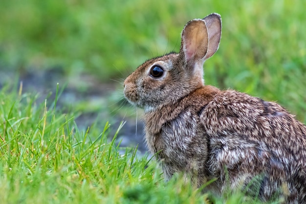 Coup De Mise Au Point Selective D Un Lapin A Queue Blanche Sur Le Champ Vert Photo Gratuite