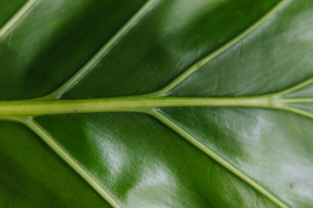 Coup Plein Cadre De La Veine  De La Feuille Verte  Photo 