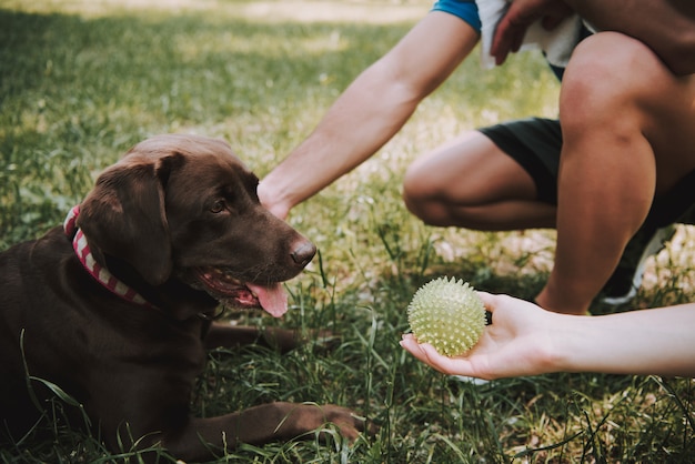 Couple d'athlètes avec leur chien à green park. chocolat labrador retriever Photo Premium
