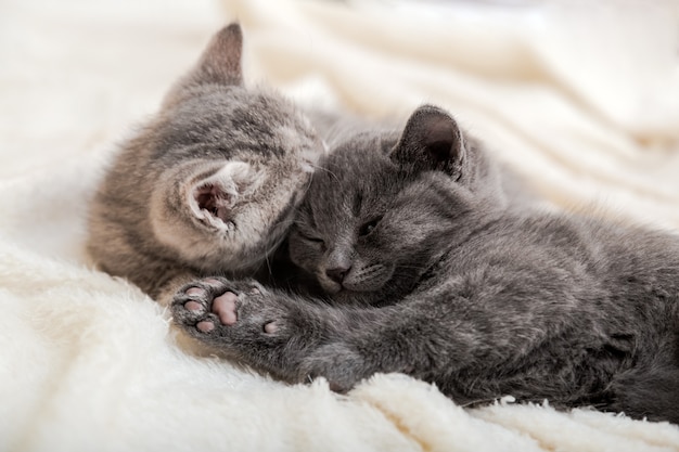 Couple Chaton Moelleux Se Detendre Sur Une Couverture Blanche Petit Bebe Chat Gris Et Tigre Adorable