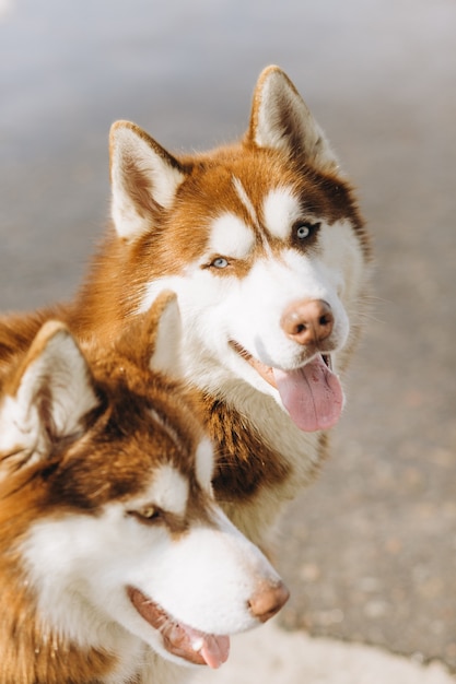 Couple De Chiens Husky Blanc Brunatre Avec Des Yeux Bleus Photo Gratuite