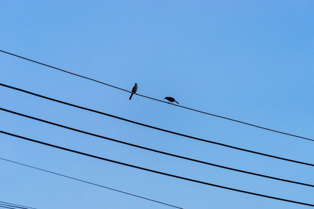 Couple Doiseaux Assis Sur Le Câble électrique Noir Avec Un