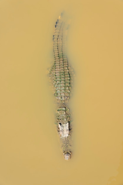 Crocodile flottant dans l'eau vue d'en haut Photo Premium
