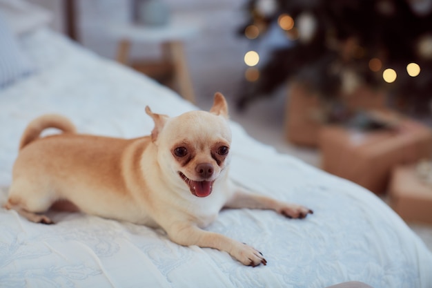 Decorations De Vacances D Hiver Couleurs Chaudes Chihuahua Petit Chien Drole S Assoit Photo Gratuite