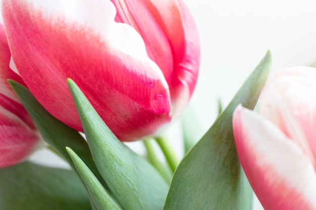 Detail De Bourgeon De Tulipe Blanc Rose Et Feuille Mur De Fleurs De Printemps Photo Premium