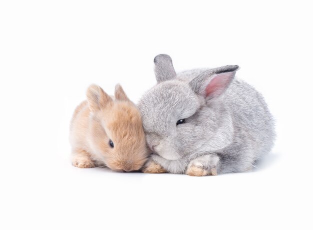 Deux Bebes Lapins Mignons De Couleur Marron Et Gris Sur Blanc Photo Premium