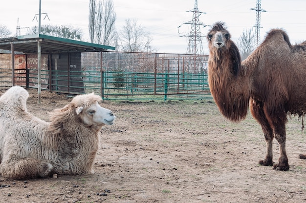 Deux Chameaux Dans Un Enclos Sur Une Ferme Regardent Le Cadre L Animal Est A La Ferme Du Zoo Camelus Bactrianus Un Grand Animal Ongule Qui Vit Dans Les Steppes D Asie Centrale