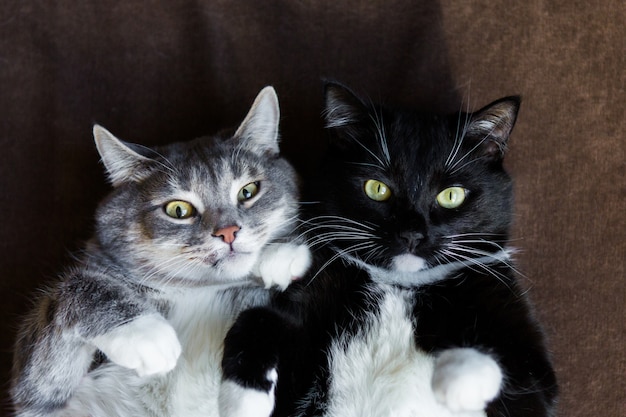 Deux Chats Ensemble Gris Et Noir Et Blanc Photo Premium