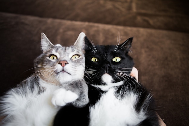 Deux Chats Ensemble Gris Et Noir Et Blanc Photo Premium