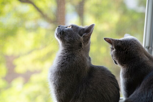 Deux Chats Gris Chartreux Regarde Par La Fenetre Photo Premium