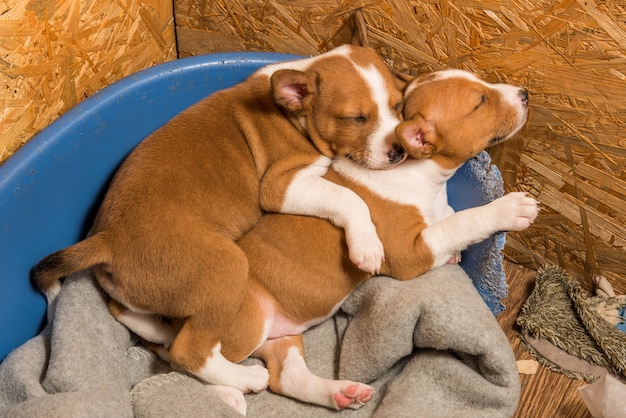 Deux Chiens De Chiots Basenji Petits Bebes Droles Dorment Doucement Blottis Ensemble Dans La Voliere Du Canape Photo Premium