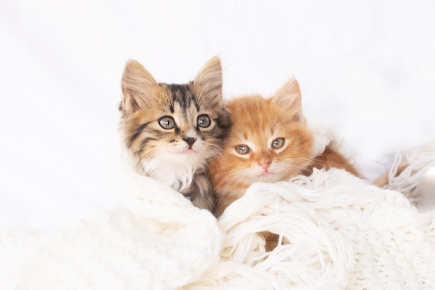 Deux Petits Chatons Sur Une Echarpe Tricotee Blanche Deux Chats Calins Et Etreignant Animal Domestique Photo Premium