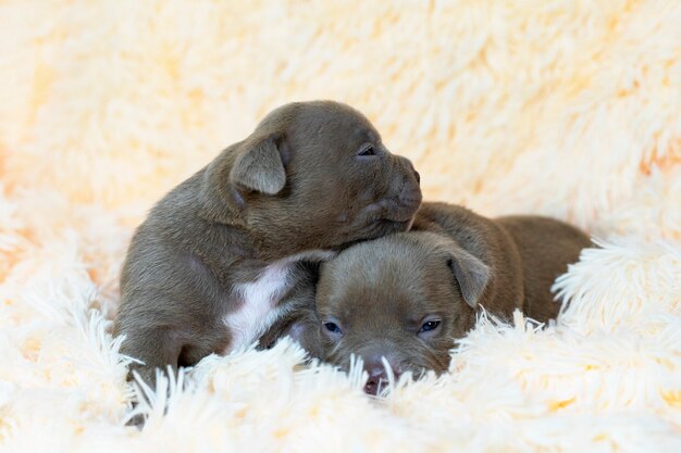 Deux Races Mignonnes American Bully Chiots Chien De Service Bouchent Carte Postale Service Chien Bebe Dormir Carte Postale Gros Plan Photo Premium