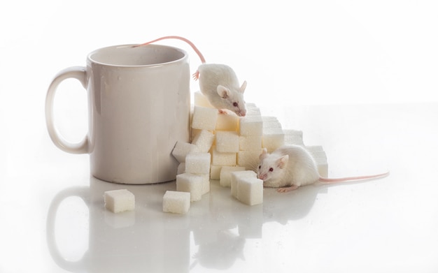 Deux souris blanches rampant dans les escaliers depuis les cubes de sucre et une tasse, concept de diabète Photo Premium