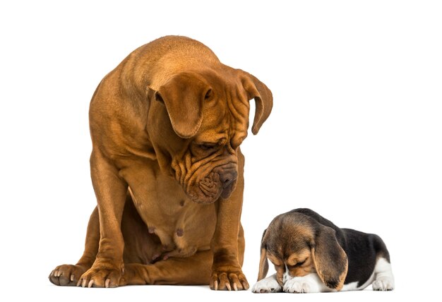 Dogue De Bordeaux Assis Et Regardant Un Chiot Beagle Se Cachant Photo Premium