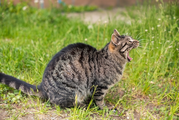 Drole De Chat Tigre Baillant La Bouche Pleine En Plein Air Sur La Nature Photo Premium