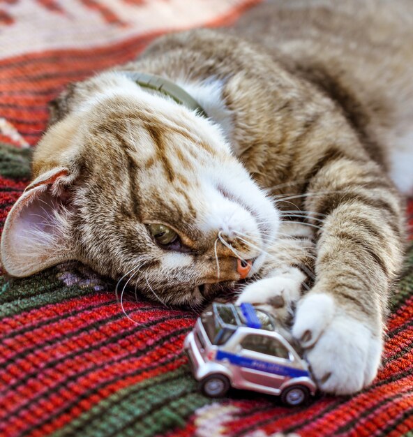 Drole De Chat Tigre Endormi Est Couche Avec Jouet Voiture Photo Premium