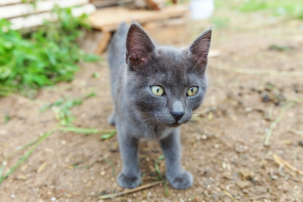 Drole Chaton Gris Domestique A Poil Court Chat Britannique Marchant A L Exterieur Dans Le Jardin