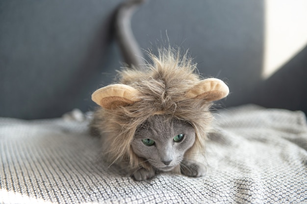 Drole Chaton Ludique En Masque De Lion Allonge Sur Le Lit Photo Premium