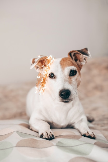 Drole De Chien Jack Russell Avec Une Guirlande Etincelante De Noel Sur La Tete Pret Pour La Mascarade Preparation Pour Noel Et Nouvel An Celebrer A La Maison Mode De Vie