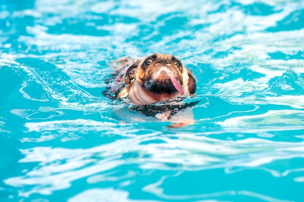 Drôle Un Chien Mignon Pug Nager à Une Piscine Publique