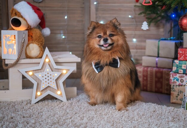 Drôle De Chien Spitz Allemand Dans Un Noeud Papillon Près De L 