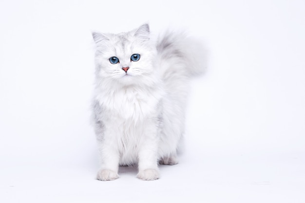 Drole Grand Chaton Mignon Blanc Poil Long Avec De Beaux Yeux Bleus Photo Premium