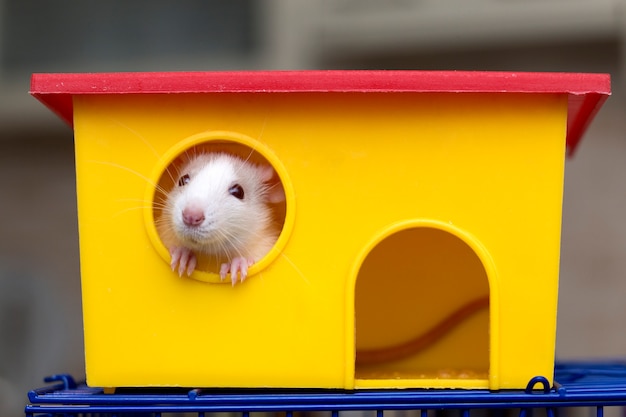 Drole Jeune Blanc Et Gris Apprivoise Curieux Bebe Hamster Souris Aux Yeux Brillants A La Recherche