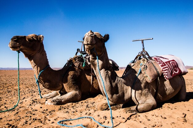 Images Dromedaries Vecteurs Photos Et Psd Gratuits